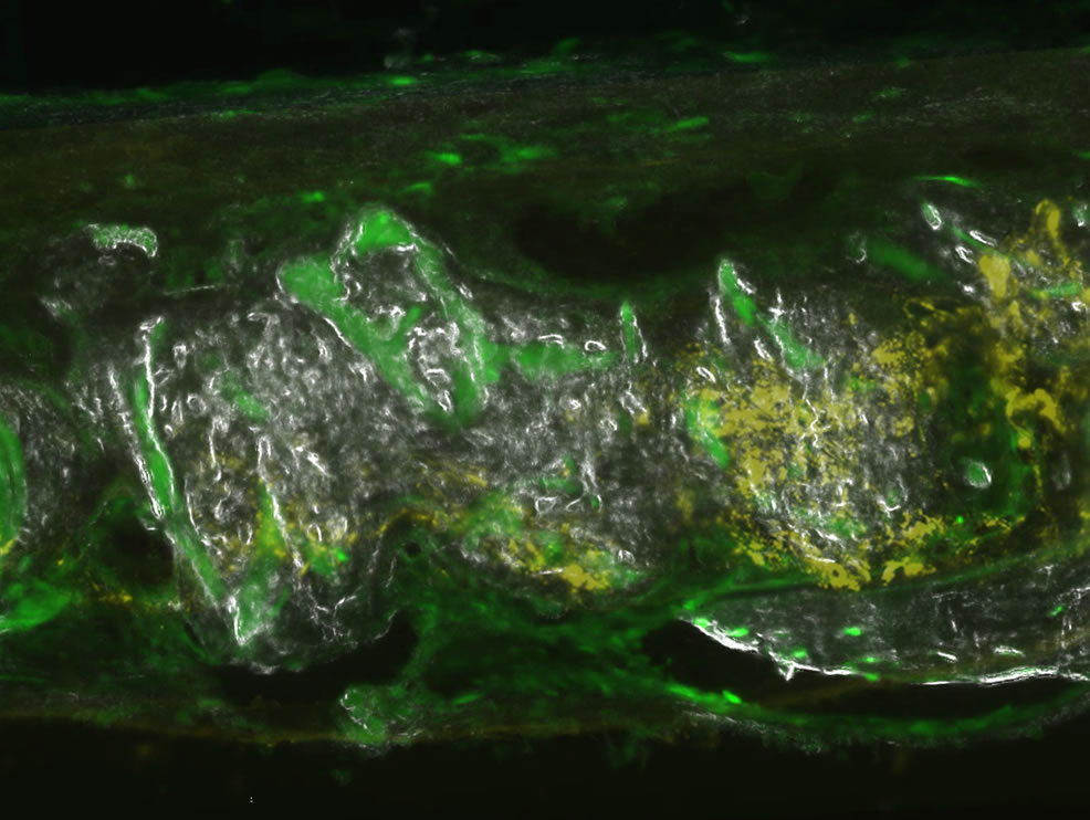 Fig4B